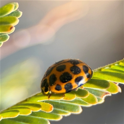Harmonia conformis (Common Spotted Ladybird) at Downer, ACT - 19 Oct 2025 by Hejor1