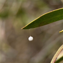Tamopsis sp. (genus) (Two-tailed spider) at Downer, ACT - 19 Oct 2025 by Hejor1