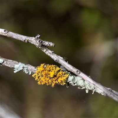 Teloschistes sp. (genus) at Downer, ACT - 19 Oct 2025 by Hejor1