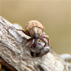 Acanthoscelides obtectus at Downer, ACT - 19 Oct 2025 by Hejor1