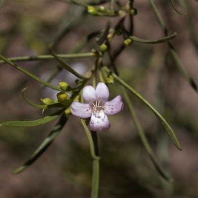 Eremophila sp. at Blinman, SA - 24 Sep 2025 by AlisonMilton