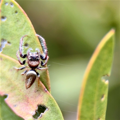 Opisthoncus sp. (genus) (Opisthoncus jumping spider) at Downer, ACT - 19 Oct 2025 by Hejor1