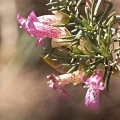 Eremophila alternifolia at Blinman, SA - 24 Sep 2025 by AlisonMilton