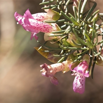 Eremophila alternifolia at Blinman, SA - 24 Sep 2025 by AlisonMilton