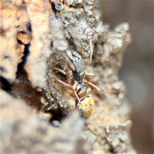 Myrmarachne (genus) (Unidentified Ant-mimic jumping spider) at Downer, ACT - Yesterday by Hejor1