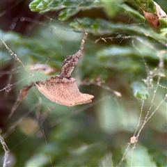 Philoponella congregabilis at Downer, ACT - 19 Oct 2025 by Hejor1