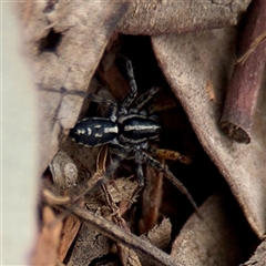 Nyssus coloripes (Spotted Ground Swift Spider) at Downer, ACT - 19 Oct 2025 by Hejor1