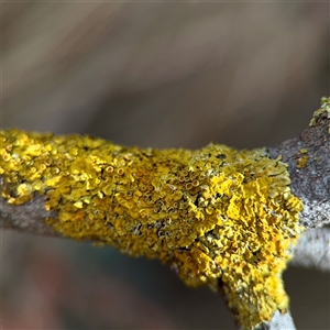 Candelariella sp. at Downer, ACT - Today by Hejor1