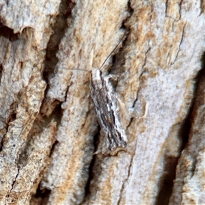 Ardozyga amblopis at Downer, ACT - Today by Hejor1
