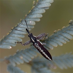 Rhinotia sp. in brunnea-group (A belid weevil) at Downer, ACT - 19 Oct 2025 by Hejor1