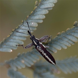 Rhinotia sp. (genus) at Downer, ACT - Today by Hejor1