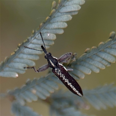 Rhinotia sp. in brunnea-group (A belid weevil) at Downer, ACT - 19 Oct 2025 by Hejor1