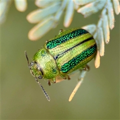 Calomela vittata (Acacia leaf beetle) at Downer, ACT - 19 Oct 2025 by Hejor1