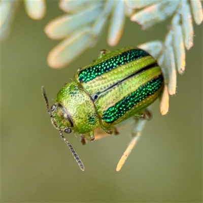 Calomela vittata (Acacia leaf beetle) at Downer, ACT - 19 Oct 2025 by Hejor1