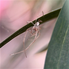 Cheiracanthium sp. (genus) at Downer, ACT - 19 Oct 2025 by Hejor1