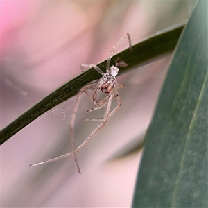 Cheiracanthium sp. (genus) at Downer, ACT - Today by Hejor1