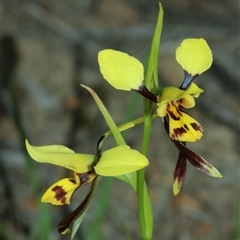 Diuris sulphurea (Tiger Orchid) at Carwoola, NSW - 19 Oct 2025 by Csteele4
