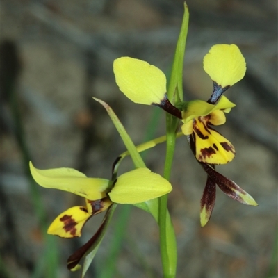 Diuris sulphurea (Tiger Orchid) at Carwoola, NSW - 19 Oct 2025 by Csteele4