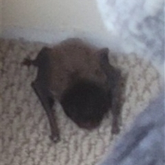 Chalinolobus gouldii (Gould's Wattled Bat) at Bundanoon, NSW - 19 Oct 2025 by Arkarnum