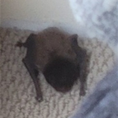 Chalinolobus gouldii (Gould's Wattled Bat) at Bundanoon, NSW - 19 Oct 2025 by Arkarnum