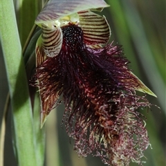 Calochilus robertsonii (Beard Orchid) at Captains Flat, NSW - 19 Oct 2025 by Csteele4