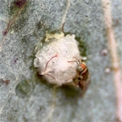 Glycaspis sp. (genus) (Unidentified sugary lerp) at Downer, ACT - 19 Oct 2025 by Hejor1