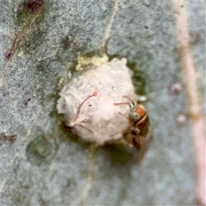 Glycaspis sp. (genus) at Downer, ACT - Today by Hejor1