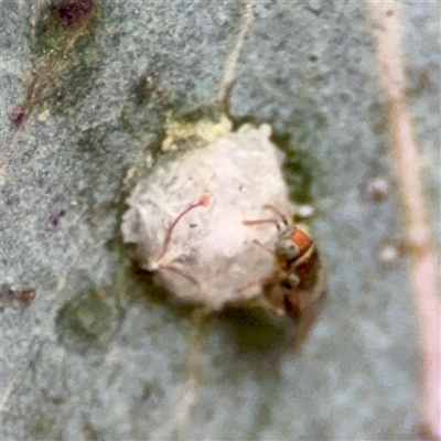Glycaspis sp. (genus) (Unidentified sugary lerp) at Downer, ACT - 19 Oct 2025 by Hejor1