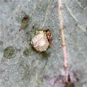 Psyllaephagus sp. (genus) at Downer, ACT - Today by Hejor1
