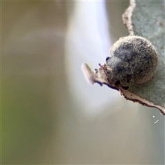 Coccinellidae (family) (Unidentified lady beetle) at Downer, ACT - 19 Oct 2025 by Hejor1