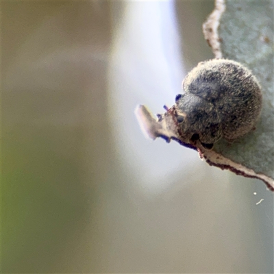 Coccinellidae (family) (Unidentified lady beetle) at Downer, ACT - 19 Oct 2025 by Hejor1
