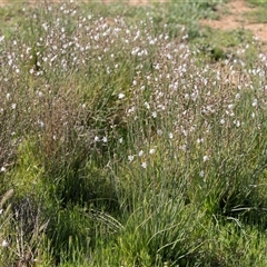 Arthropodium milleflorum at Willow Springs, SA - 24 Sep 2025 by AlisonMilton