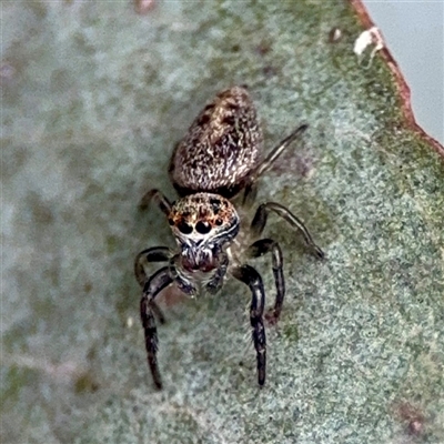 Opisthoncus sp. (genus) (Opisthoncus jumping spider) at Downer, ACT - 19 Oct 2025 by Hejor1