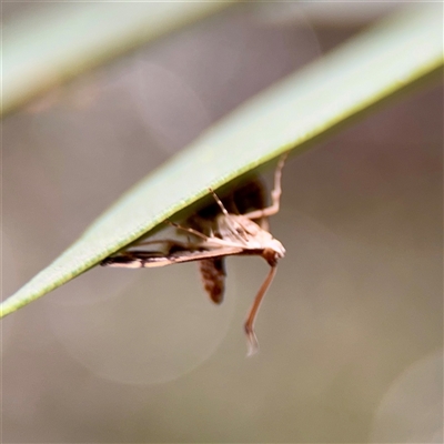 Nacoleia (genus) (A Crambid moth (Spilomelinae) at Downer, ACT - 19 Oct 2025 by Hejor1