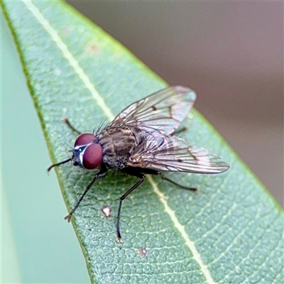 Helina sp. (genus) (Muscid fly) at Downer, ACT - 19 Oct 2025 by Hejor1