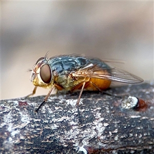 Calliphora augur at Downer, ACT - Today by Hejor1