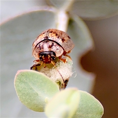 Paropsisterna m-fuscum (Eucalyptus Leaf Beetle) at Downer, ACT - 19 Oct 2025 by Hejor1