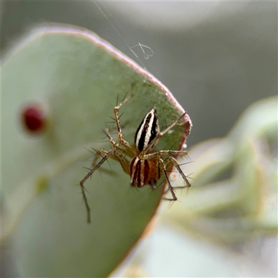 Oxyopes elegans at Downer, ACT - 19 Oct 2025 by Hejor1