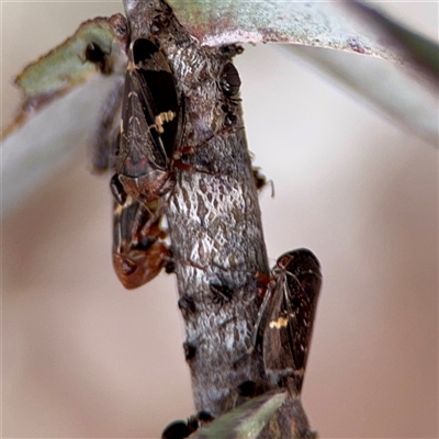 Eurypella tasmaniensis (Eurypella tasmaniensis) at Downer, ACT - 19 Oct 2025 by Hejor1
