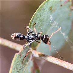 Myrmecia sp., pilosula-group (Jack jumper) at Downer, ACT - Today by Hejor1