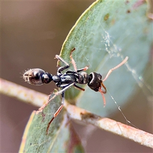 Myrmecia sp., pilosula-group (Jack jumper) at Downer, ACT - Today by Hejor1