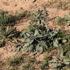 Salvia verbenaca var. verbenaca at Willow Springs, SA - 24 Sep 2025 by AlisonMilton