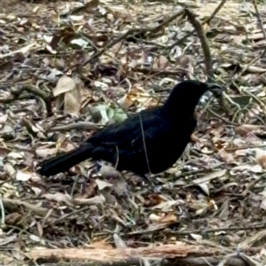 Corcorax melanorhamphos at Downer, ACT - Today by Hejor1