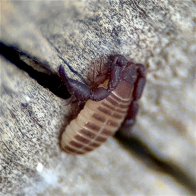 Pseudoscorpiones (order) (False Scorpion, Pseudoscorpion) at Downer, ACT - 19 Oct 2025 by Hejor1