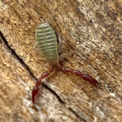 Pseudoscorpiones (order) (False Scorpion, Pseudoscorpion) at Downer, ACT - 19 Oct 2025 by Hejor1