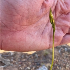 Diuris sp. (A Donkey Orchid) at Watson, ACT - 19 Oct 2025 by Lisa.Jok