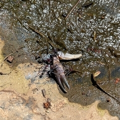 Cherax destructor at Watson, ACT - 19 Oct 2025 by Lisa.Jok