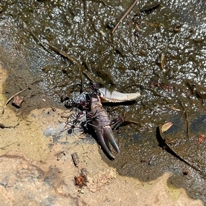 Cherax destructor at Watson, ACT - Today by Lisa.Jok