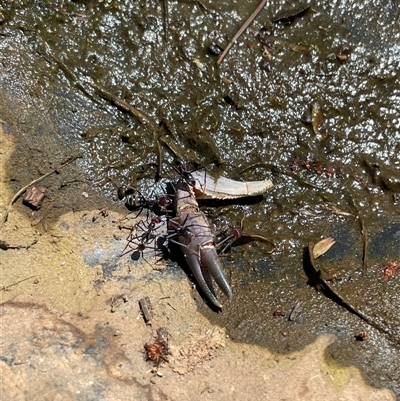 Cherax destructor at Watson, ACT - 19 Oct 2025 by Lisa.Jok