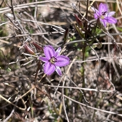 Thysanotus patersonii (Twining Fringe Lily) at Watson, ACT - 19 Oct 2025 by Lisa.Jok
